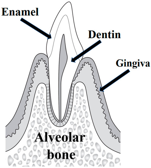 <p>A. Teeth</p>