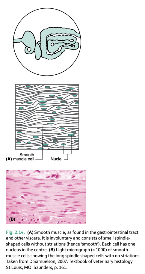 <p>smooth muscle is controlled by _____</p>