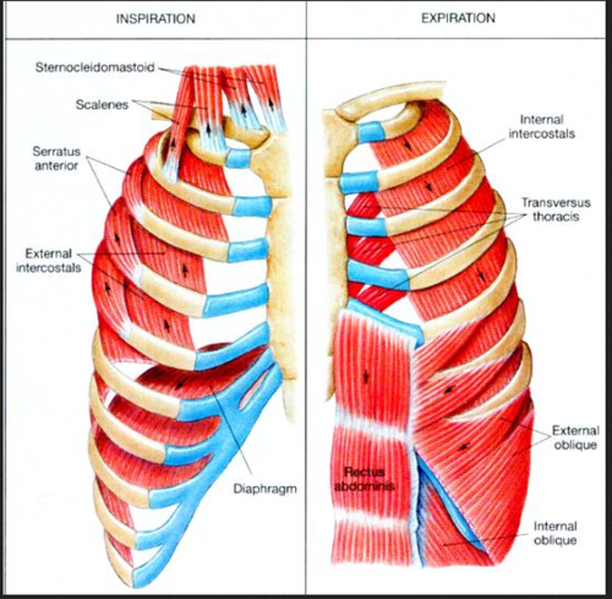 <p>function to raise some or all of the ribs to increase thoracic volume</p><p>Levatores Costarum</p><p>Serratus Posterior Superior</p><p>Pectoralis Major</p><p>Pectoralis Minor</p><p>Subclavius</p><p>Serratus Anterior</p><p>Sternocleidomastoideus</p><p>Scalenes</p>