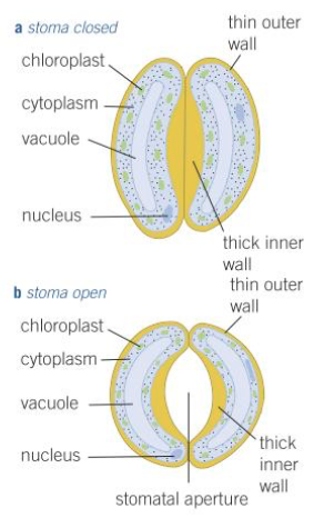 <p>Minute pores that occur mainly on the leaves, especially on the underside. Each stomata is surrounded by a pair of specialised cells called guard cells.</p><p>Guard cells can open and close the stomatal pore. in this way they can control the rate of gaseous exchange, this is important as these organisms lose water by evaporation, plants need to balance their conflicting needs of gas exchange and control the loss of water, they do this by closing the stomata at different time when water loss would be excessive </p>