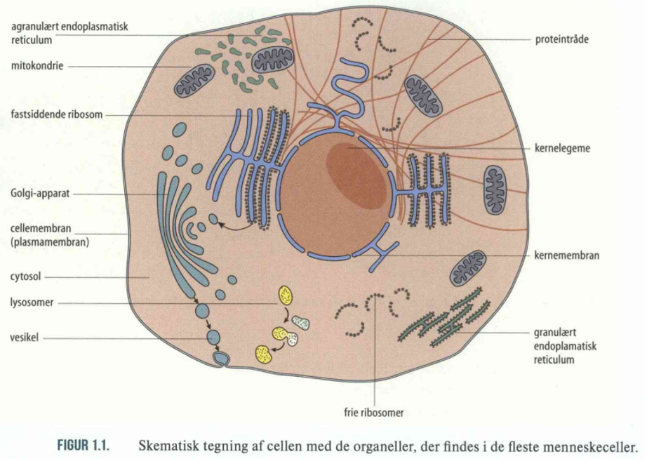 <p>Cellekerne (Neucleus)</p><p>Kernelegeme (necleolus)</p><p>Ribosomer</p><p>Golgi</p><p>Mitokondrier</p><p>Endoplasmatisk reticulum</p>