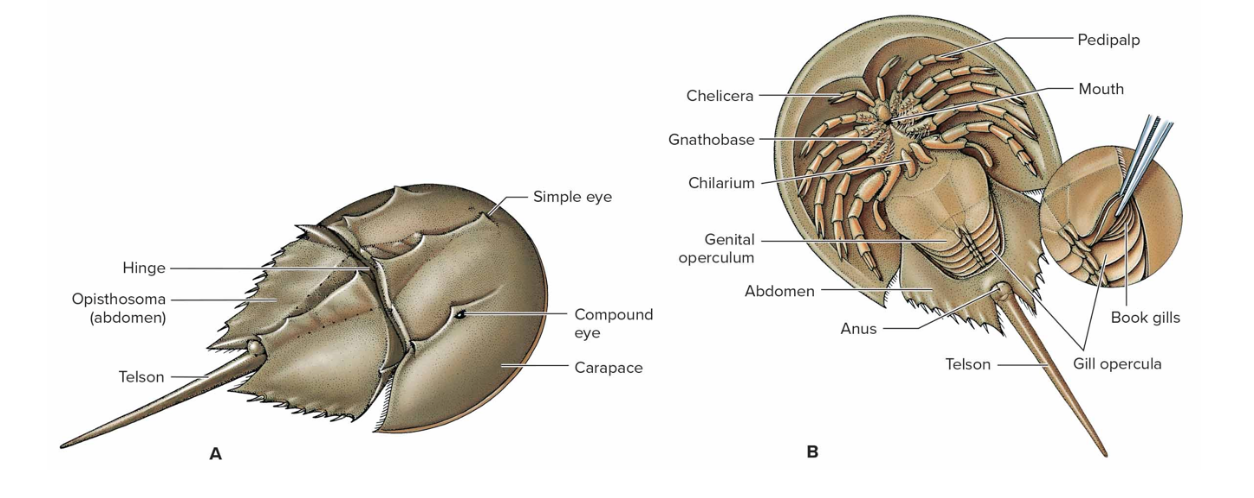 <p>Horseshoe Crab- looks like a crab but it closely related to spiders</p><ul><li><p>ancient marine group -carapace, abdomen, telson -their blue blood is harvested and used to test medicine</p></li></ul>