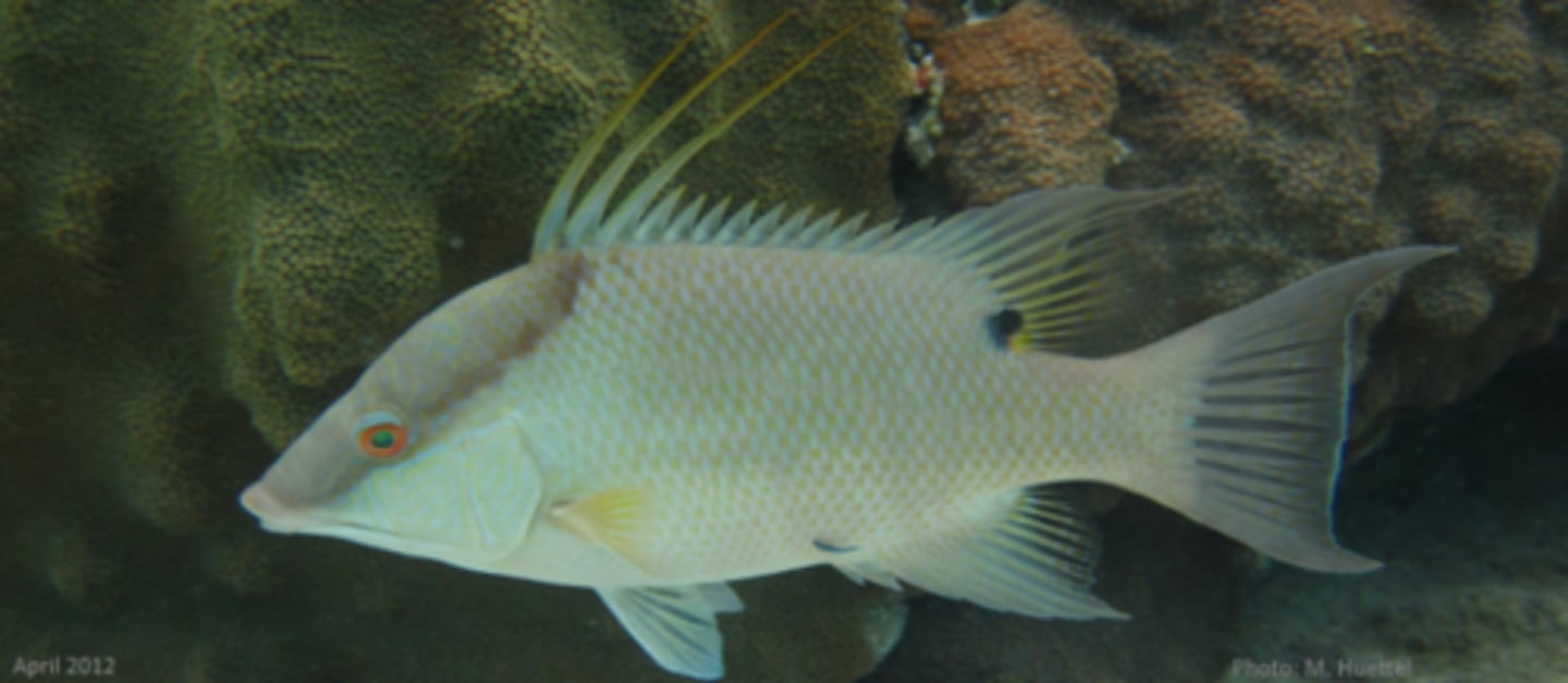 <p>HOGFISH</p><p>POGGERSSSSS</p>