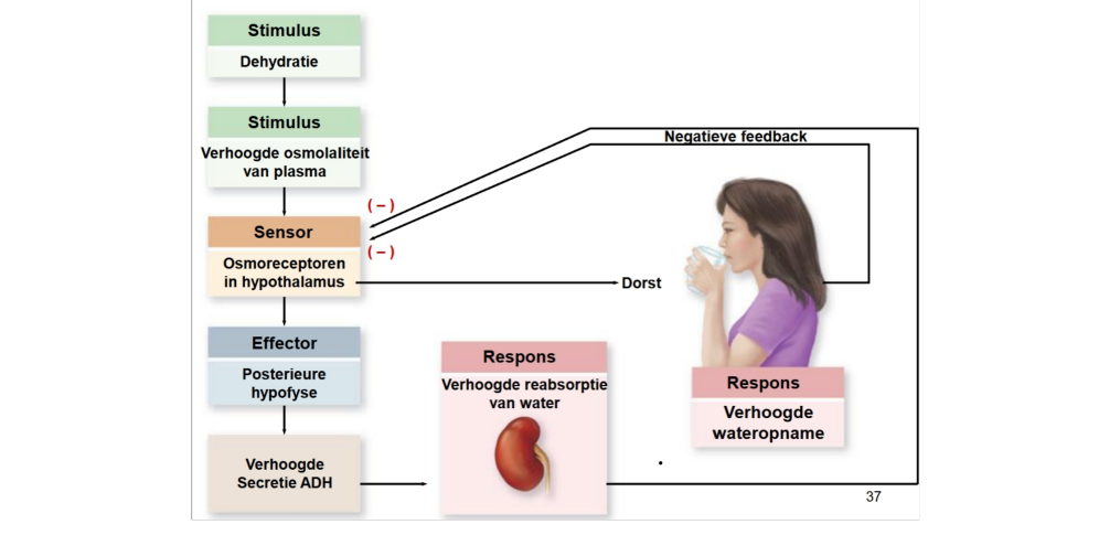 <p>ADH wordt geproduceerd in de hypothalamus.</p>