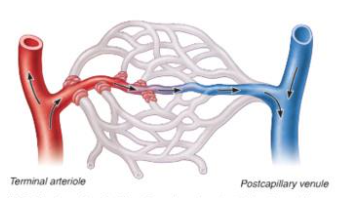 <p>constriction of smooth muscle in walls of arterioles and pre capillary sphincters to reduce blood flow in capillaries</p>