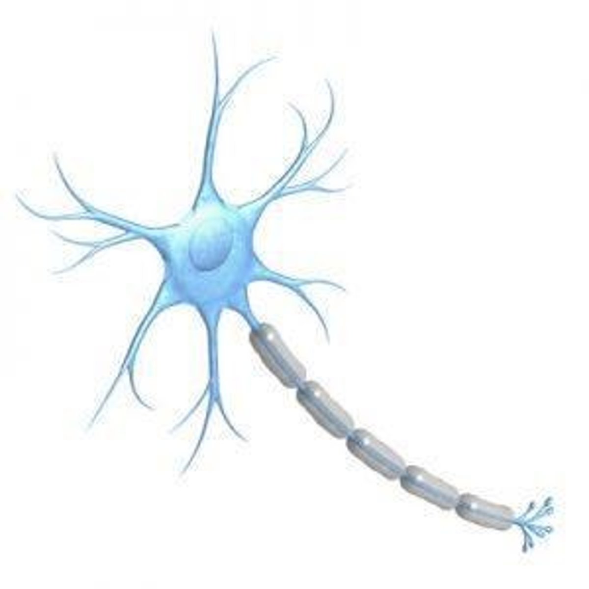 <p>Cell body, dendrites, and axon.</p>