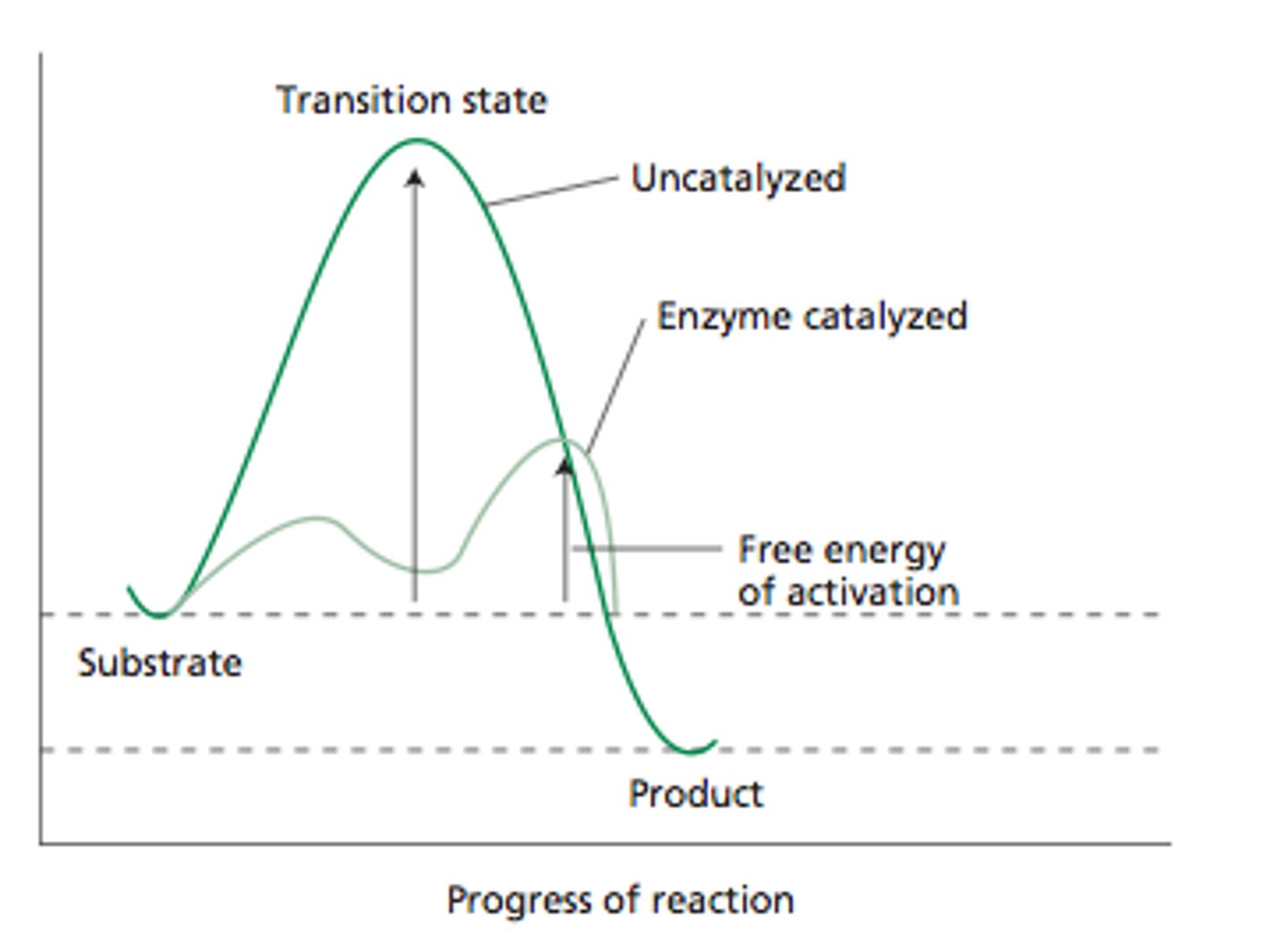 <p>The less stable state that occurs and is usually a high-energy state between reactants and products in a chemical reaction</p>