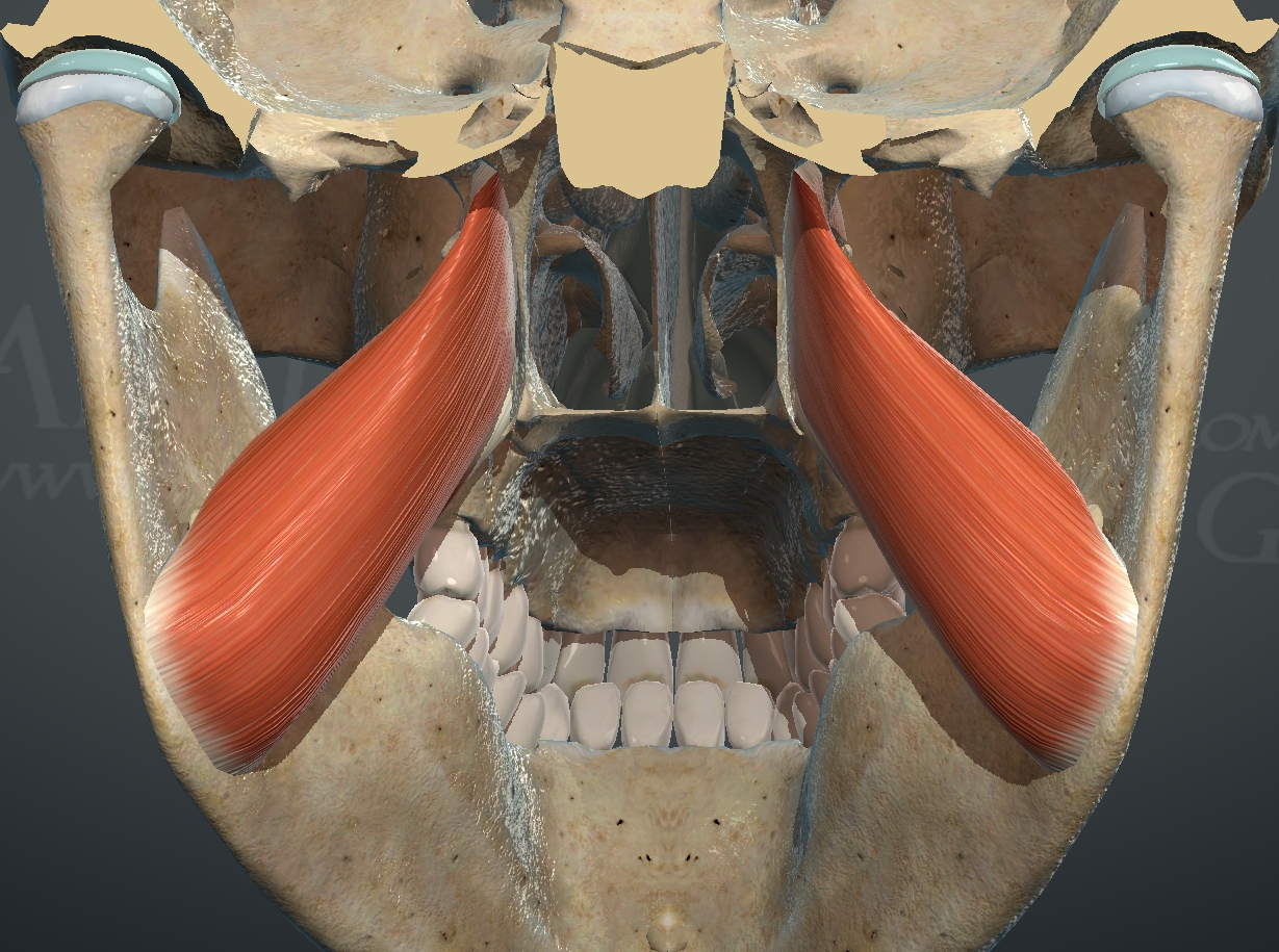 <p>What muscle is this?</p>