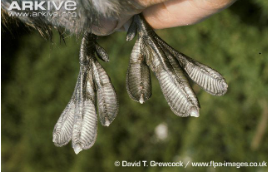 <p>Lobate	toes 2, 3, and 4 are edged with lobes of skin, but the skin does not connect individual toes to one another</p>