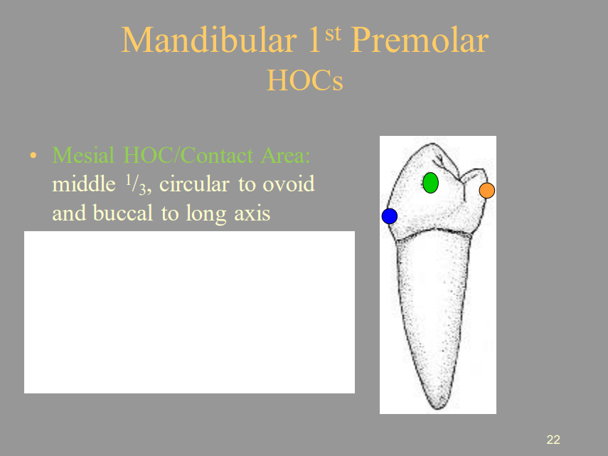 <p>C) Middle 1/3; Circular To Ovoid</p>