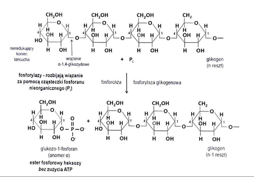 <p>fosforylazę </p>