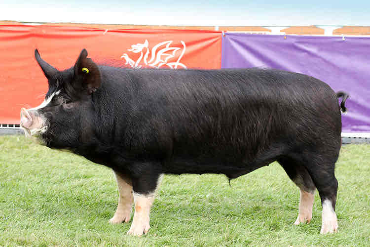 <p>This breed originates in Berks, England from a cross of English and Chinese hogs. They are black with white feet and legs, a white stripe on the face, and white tip on tail. Their ears are pricked and erect</p>
