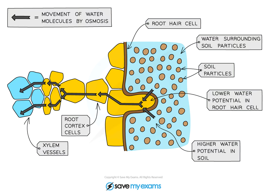 <p>pathway of water through root → stem → leaf</p>