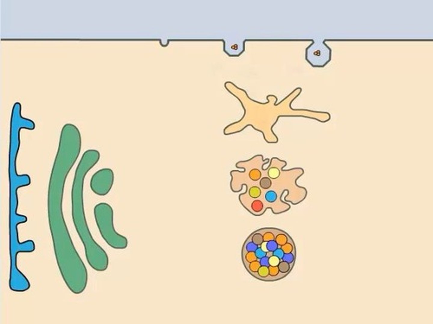 <p>It is a calcium-binding protein that mediates the fusion of synaptic vesicles with the presynaptic membrane.</p>