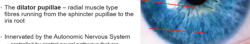 <p>what is the dilator pupillae </p>