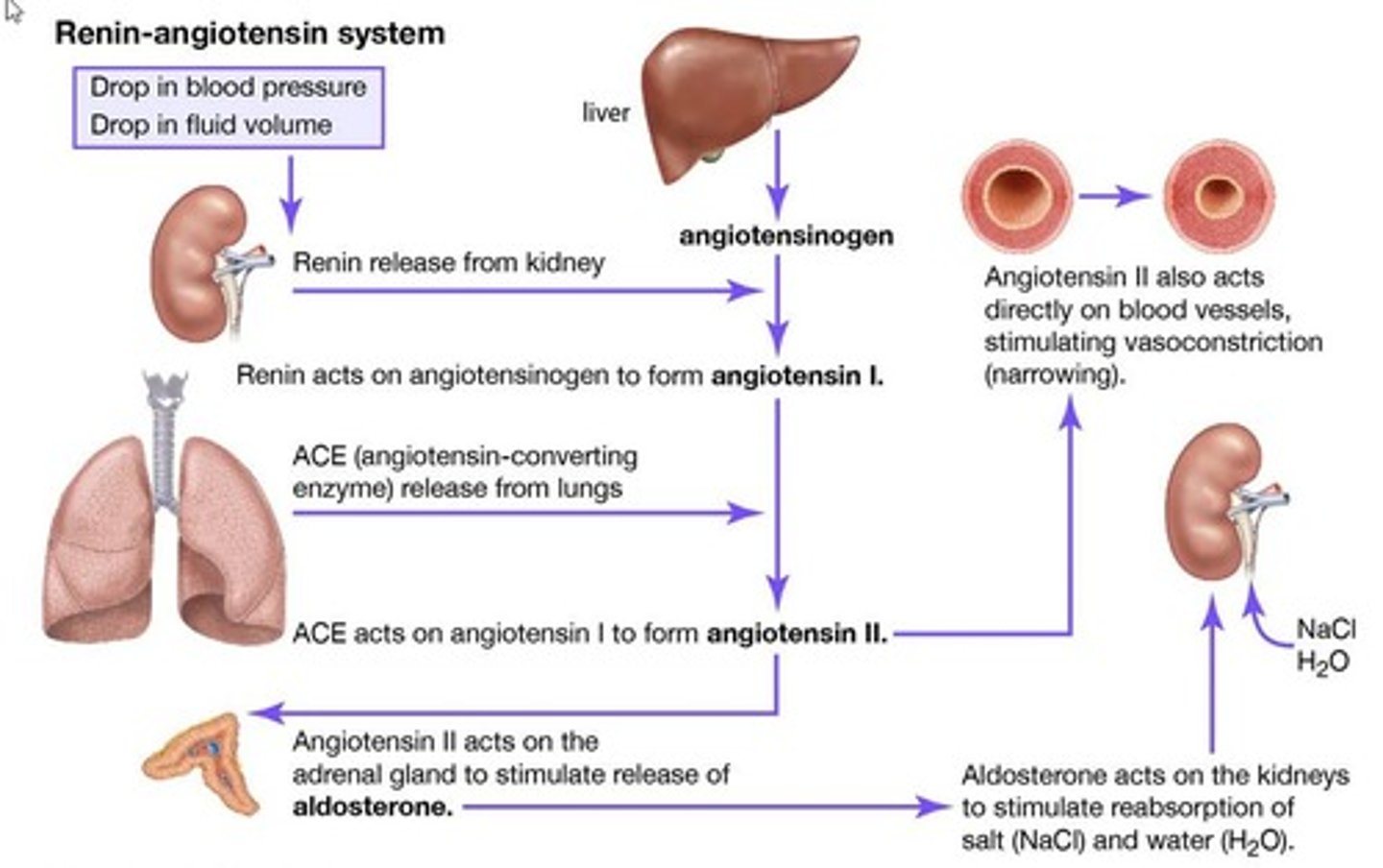 <p>The renin-angiotensin-aldosterone system responds to low fluid volume and blood pressure, promoting retention of sodium and water to increase blood pressure.</p>