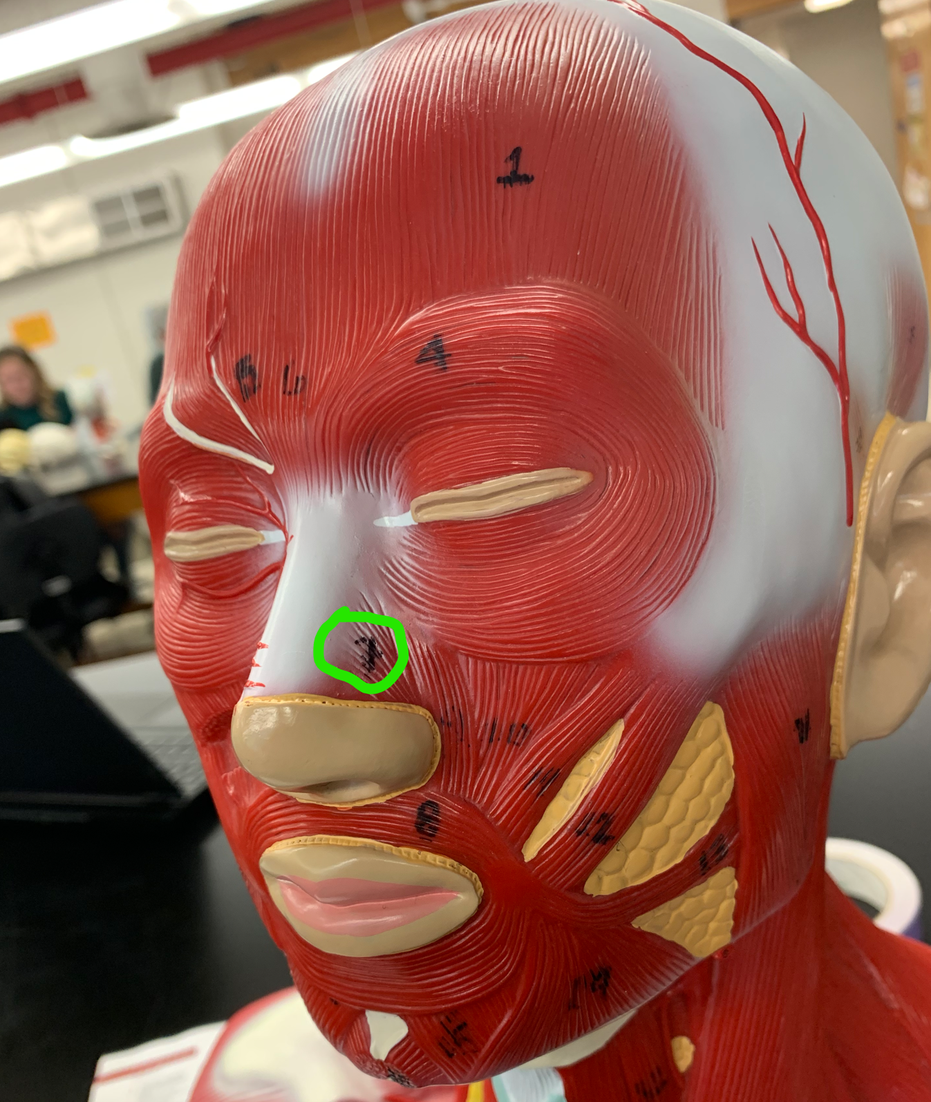 knowt flashcard image