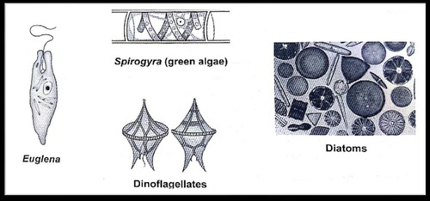 <p>Flagellated protist, capable of photosynthesis.</p>