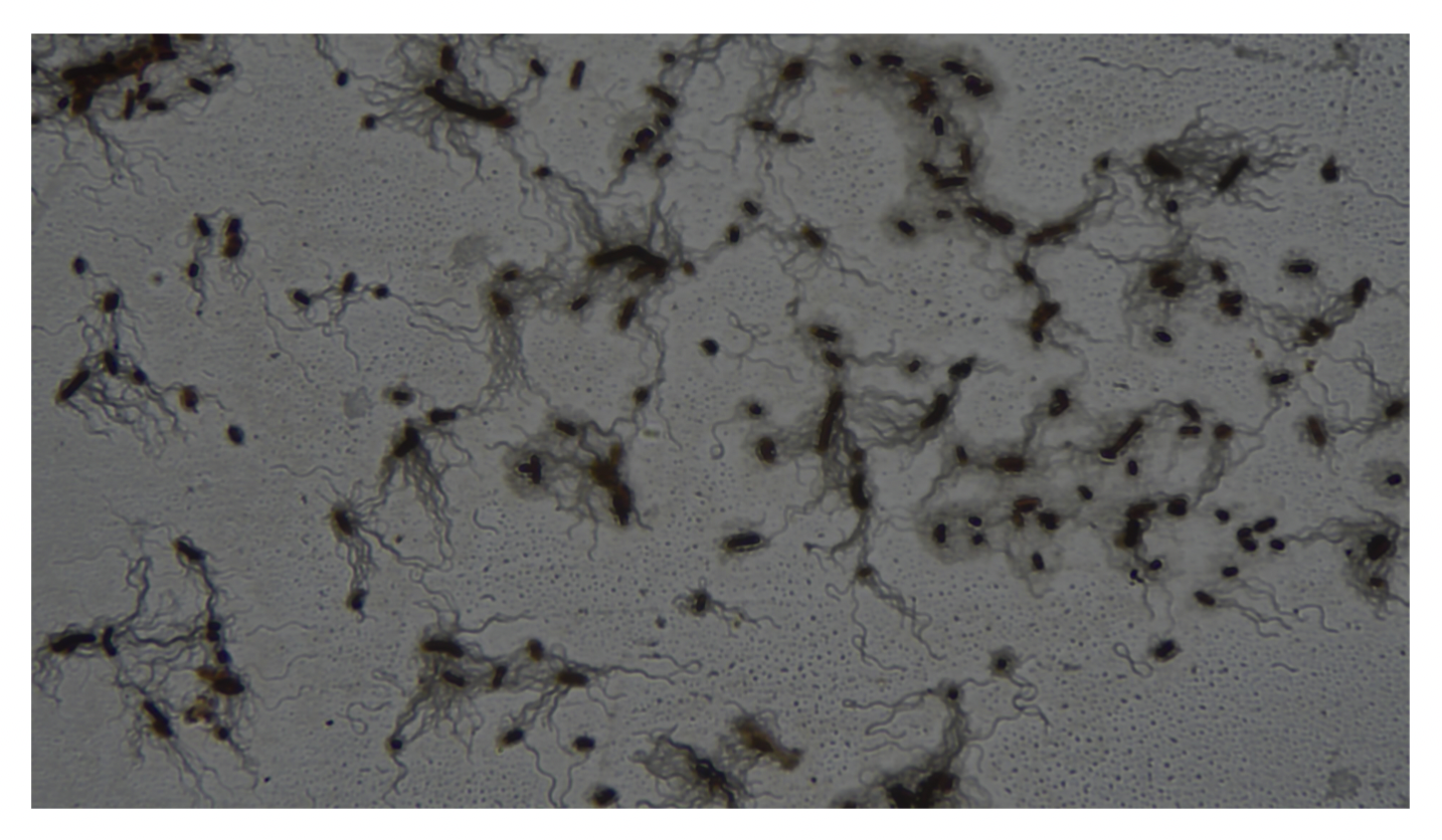 <p>Flagella</p>
