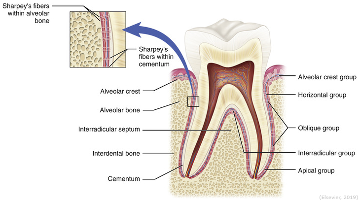 <p><strong>Blood vessels, lymphatic vessels and cementicles</strong><span> also make up the structure of the PDL. The cementicles are minute calcified bodies that may or may not be attached to the cementum.</span></p>