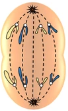 <p>which stage of mitosis?</p>