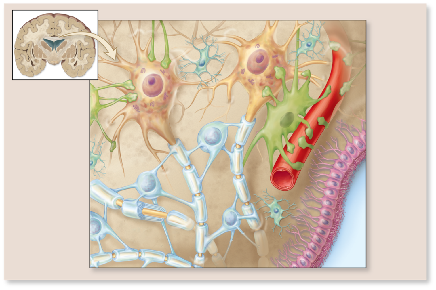 - Two types of cells - neurons and neuroglia
- Neurons provide the ability of sensing, thinking, remembering, controlling muscle activity, and regulating glandular secretions.
- Neuroglia support, feed, and protect neurons, and maintain the interstitial fluid that bathes them.