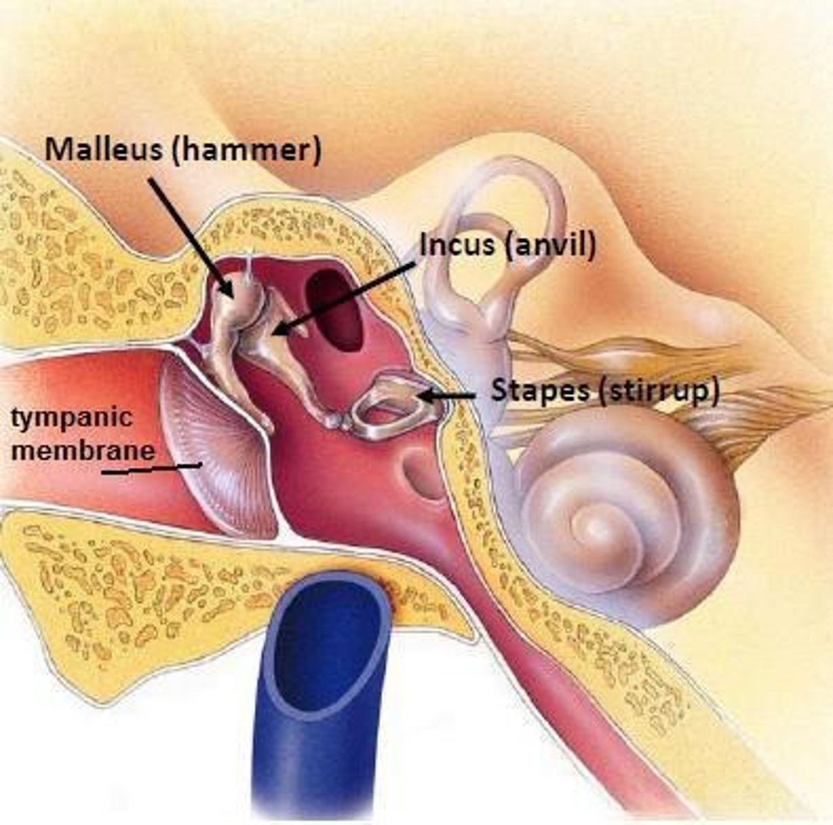 <p>It separates the outer ear from the middle ear and vibrates to transmit sound to the ossicles.</p>