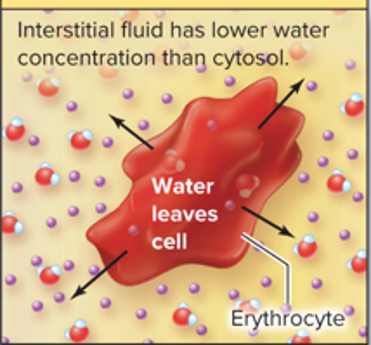 <p>causes shrink(crenation)</p>