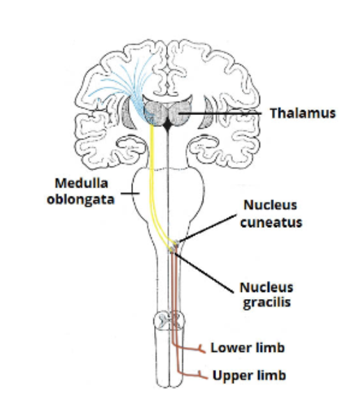 <p>1st-order neurons-</p><p>starts on the dorsal root ganglia and ascends on the same side of the spinal cord</p><p></p><p>2nd-order neurons-</p><p>crosses the medulla, and goes to the thalamus, </p><p></p><p>3rd- order neurons-</p><p>Begins in the thalamus then goes to the somatosensory</p>