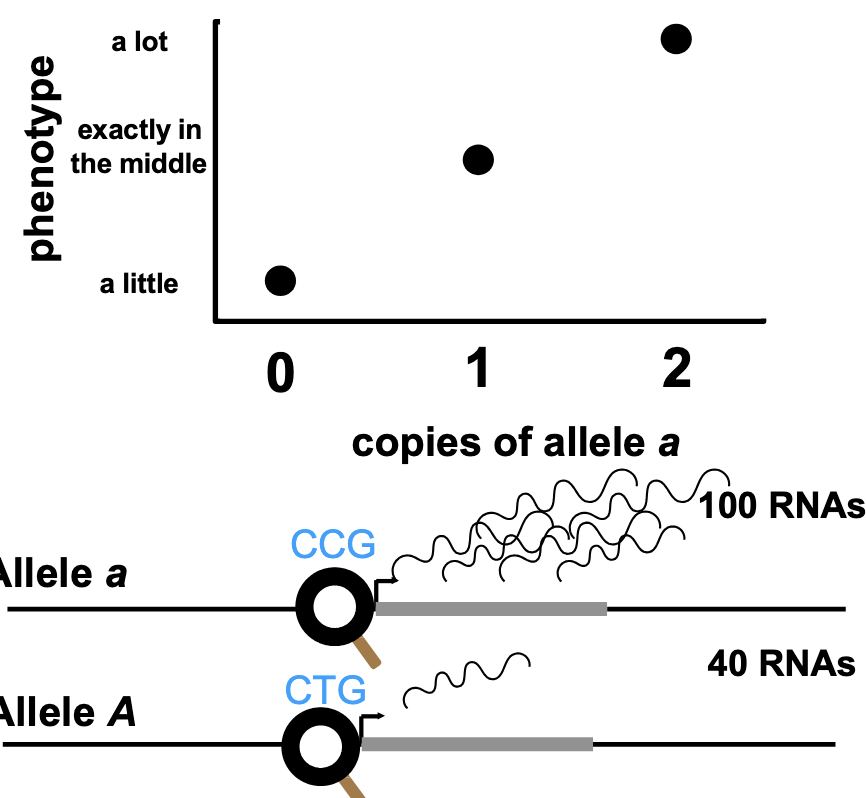 <p>we should see something intermediate between them in hte parents</p><ul><li><p>this is called additivity (it’s the default for most traits) </p><ul><li><p>think of “averages” rather than “adding”</p></li></ul></li><li><p>how most allele works </p></li><li><p>ex. the heterozygote has a phenotype in between two homozygote ones</p></li></ul><p></p>