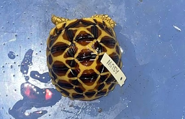 <p>Tortoise</p><p>land turtles with high domed shells and elephantine feet</p><p>high domed shells may be an antipredator adaptation</p>