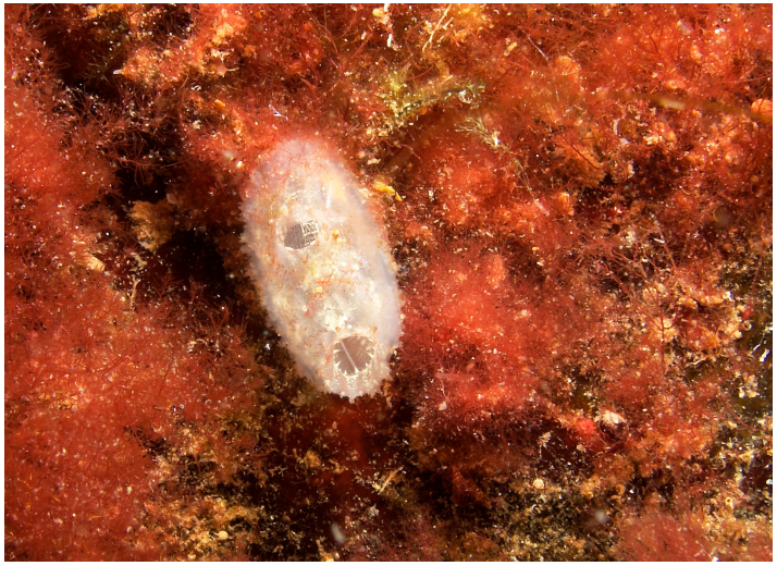 <p>What class does this animal belong to, and what is its feeding mode?</p>
