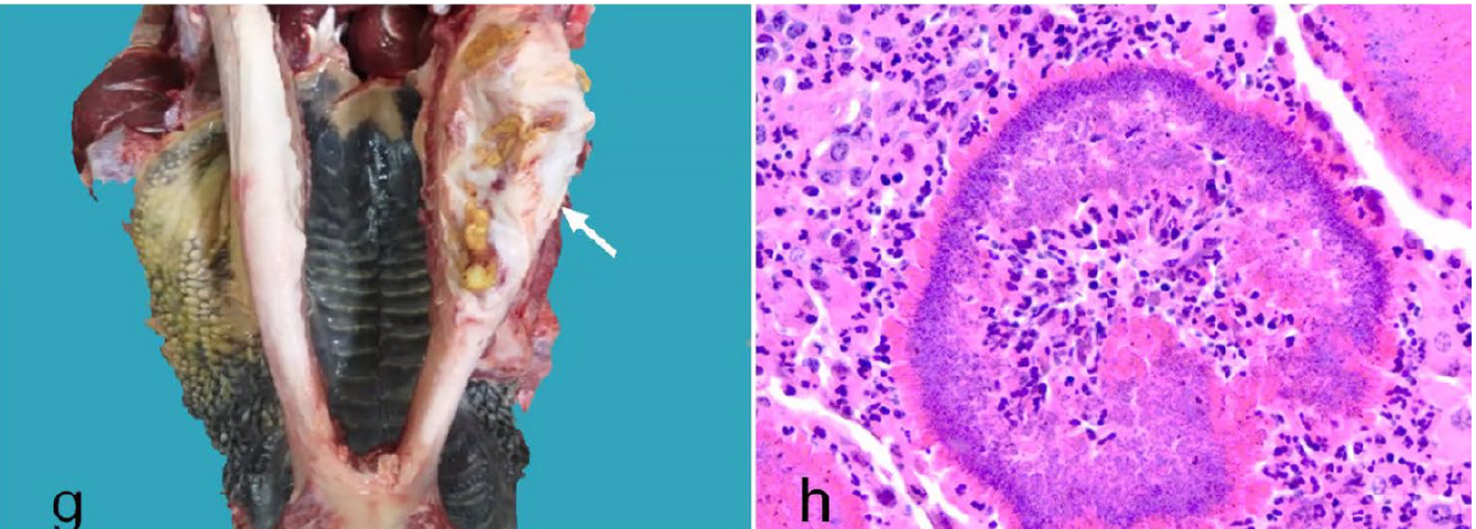 <p>What is the etiology?</p><p>A-Actinobacillus ligneresi</p><p>B-Actinomyces bovis</p><p>B-Mycobacterium bovis</p><p>C-Nocardia asteroides</p>