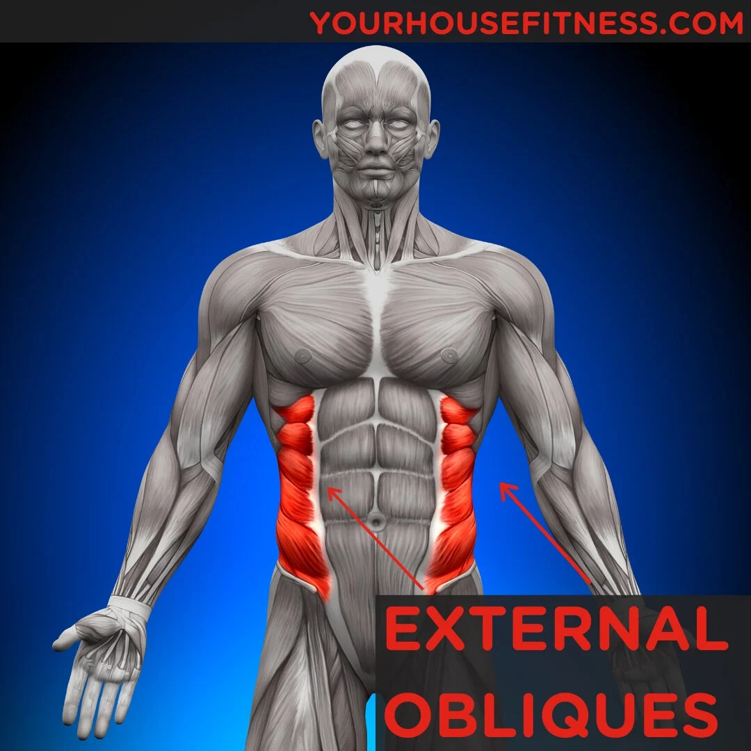<p><span><strong>External Obliques</strong></span></p>