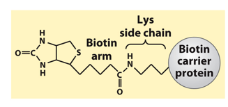 <p>Abbrev: Biotin</p><p class="has-focus">Group Transfer: CO2</p><p class="has-focus">Vitamin: Vit B7 (Biotin)</p>