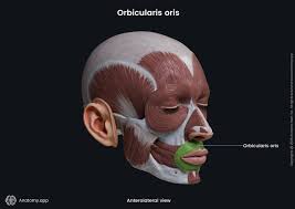<p>M. orbicularis oris</p>