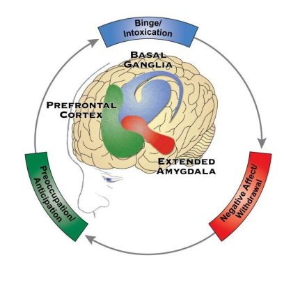 <p><strong>Cycle of Addiction</strong></p><p>-Chronic, __________ disorder associated with compulsive _________ drinking/drug use, the loss of control over intake, and the emergence of a ________ emotional state when alcohol/drug is no longer present </p><p>-Stages of the Addiction Cycle</p><ul><li><p>(1) _____/Intoxication Stage → reward, incentive salience, and pathological habits </p></li><li><p>(2) Negative Affect / __________ Stage → reward deficits, stressful surfeit </p></li><li><p>(3) Preoccupation / Anticipation Stage → _______, impulsivity, executive function</p></li></ul><p></p>