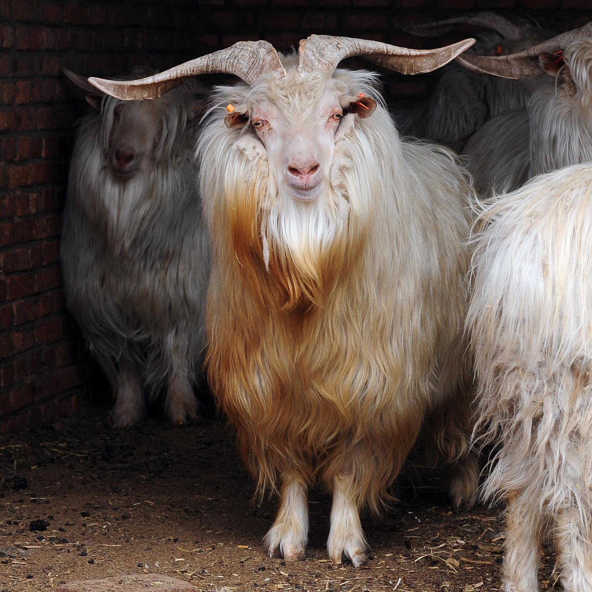 <p>type of goat that produces cashmere wool</p>
