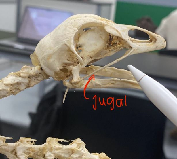<p>Jugal</p>