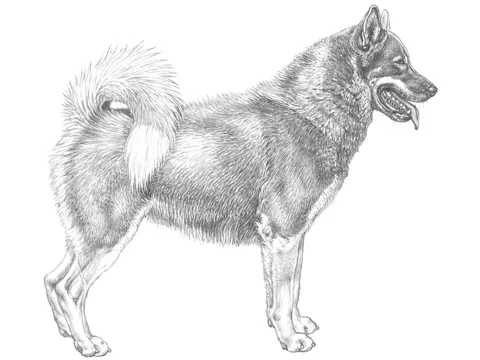 <p>hundgrupp 5, spetsar, raser och urhundstyper</p>