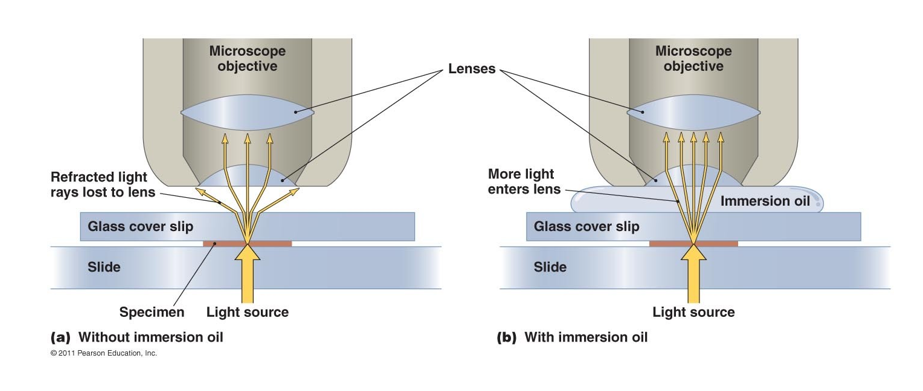 <ul><li><p>n<sub>immersie-olie </sub>= 1.52</p></li><li><p>n<sub>lucht </sub>= 1</p></li><li><p>NA = nsinα </p></li><li><p>hoe groter NA; hoe beter resolutie</p></li></ul><p></p>