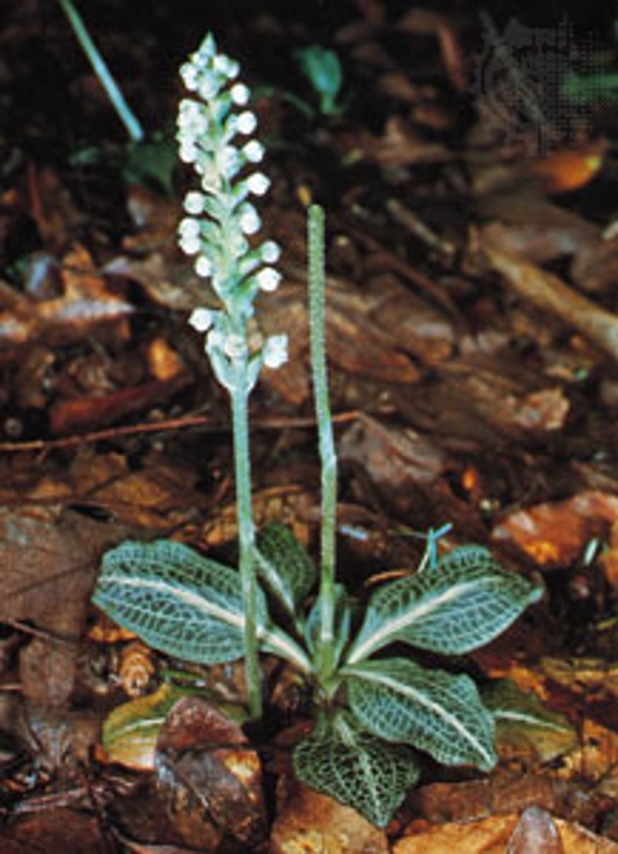 <ul><li><p>basal rosette</p></li><li><p>light colored net-veins</p></li><li><p>tall inflorescence spike with small white orchid flowers</p></li></ul><p>Genus</p>