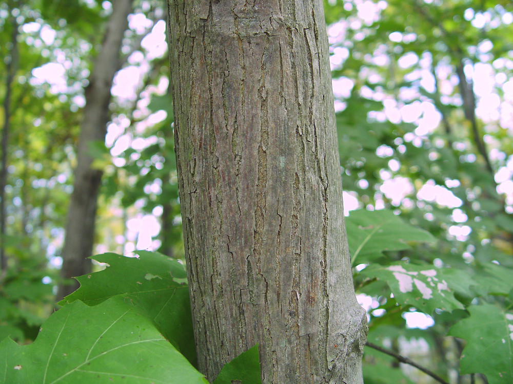<p>bitternut hickory, Carya cordiformis, Juglandaceae</p>