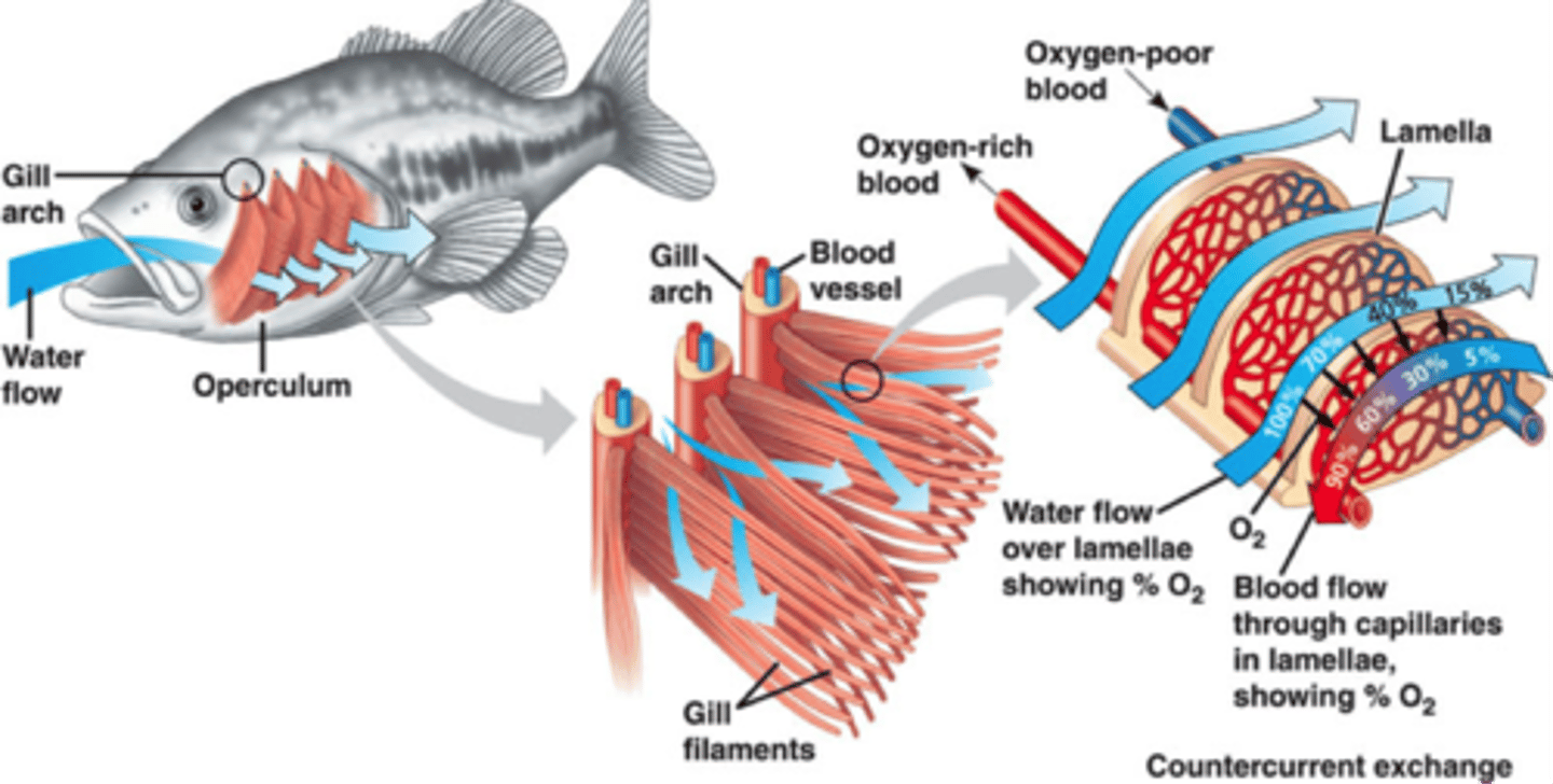 <p>● The fish opens its mouth to enable water to flow in, then closes its mouth to increase pressure.</p><p>● The water passes over the lamellae, and the oxygen diffuses into the bloodstream.</p><p>● Waste carbon dioxide diffuses into the water and flows back out of the gills.</p>