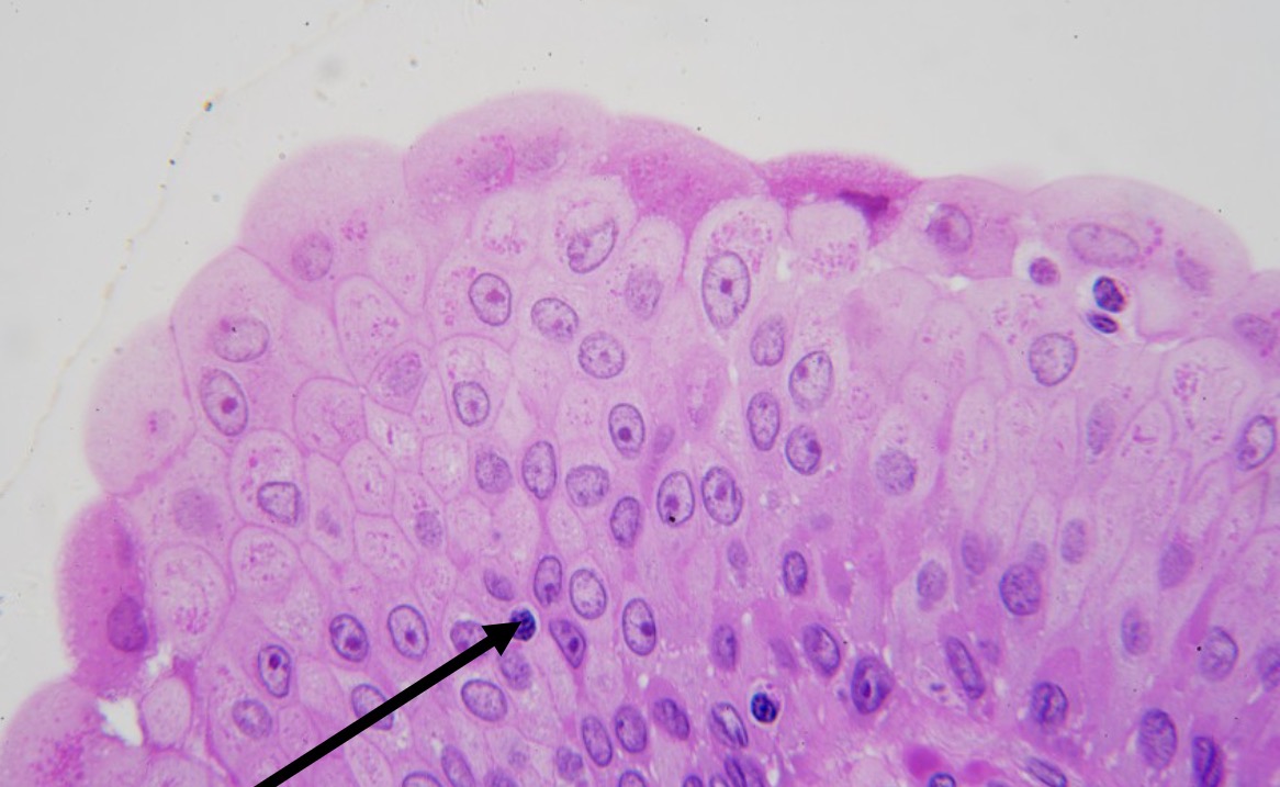 <p>Identify the type of tissue and the<br>structure at the arrow</p>
