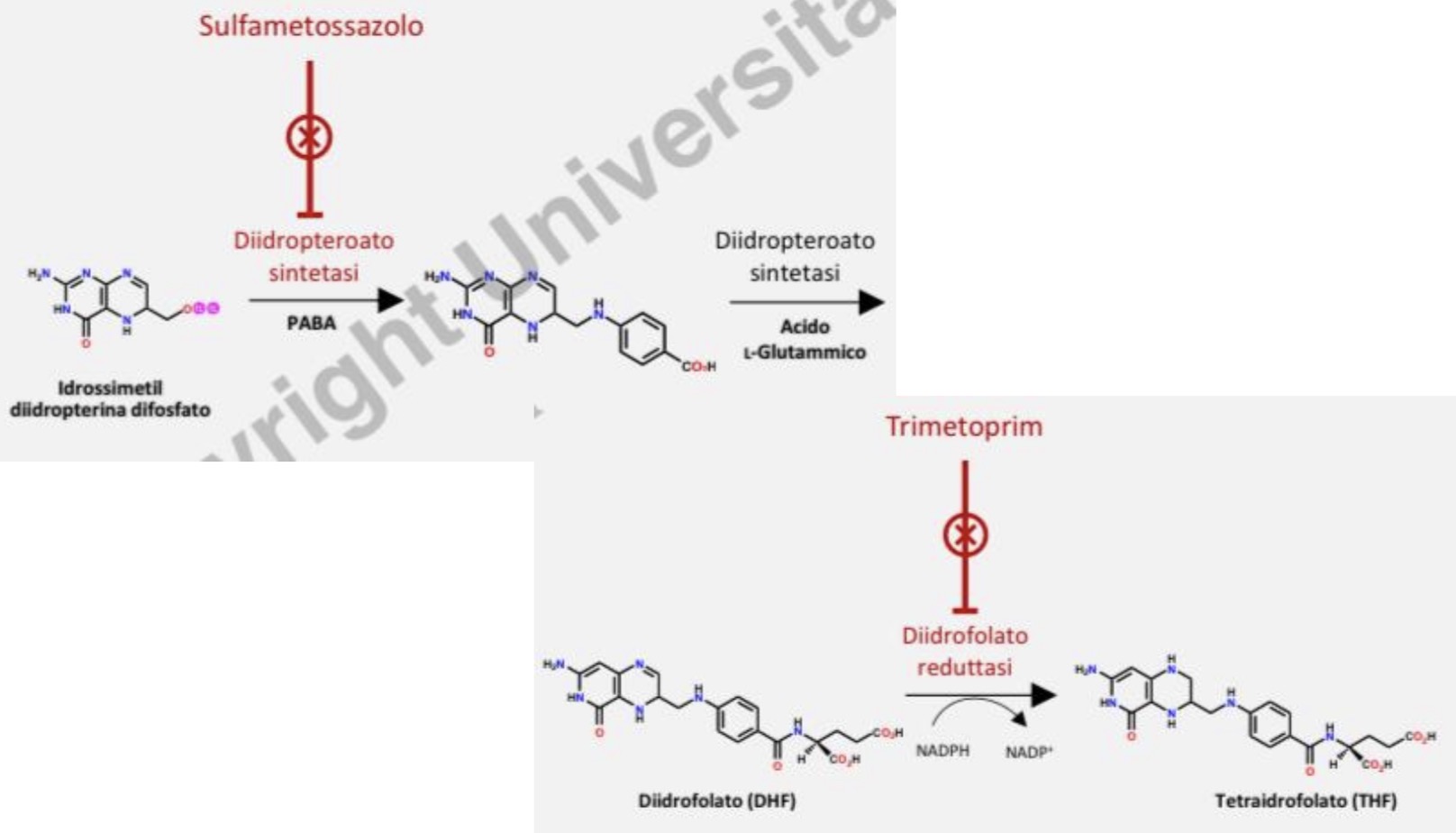 <p><span style="font-family: Helvetica; font-size: 11px;">Questo permette un blocco sequenziale di 2 enzimi che fanno parte della stessa catena biosintetica.</span></p><p><span style="font-family: Helvetica; font-size: 11px;">Vantaggi: aumenta l’attività terapeutica, sviluppa proprietà battericide e diminuisce l’insorgenza di fenomeni di resistenza.</span></p><p><span style="font-family: Helvetica; font-size: 11px;">Generalmente non ha effetti collaterali</span></p>