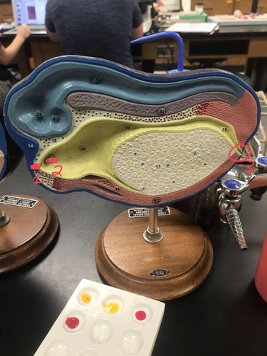 <p>For the following model, give the following:</p><p>1) stage of embryonic development</p><p>2) structures in numerical order</p>