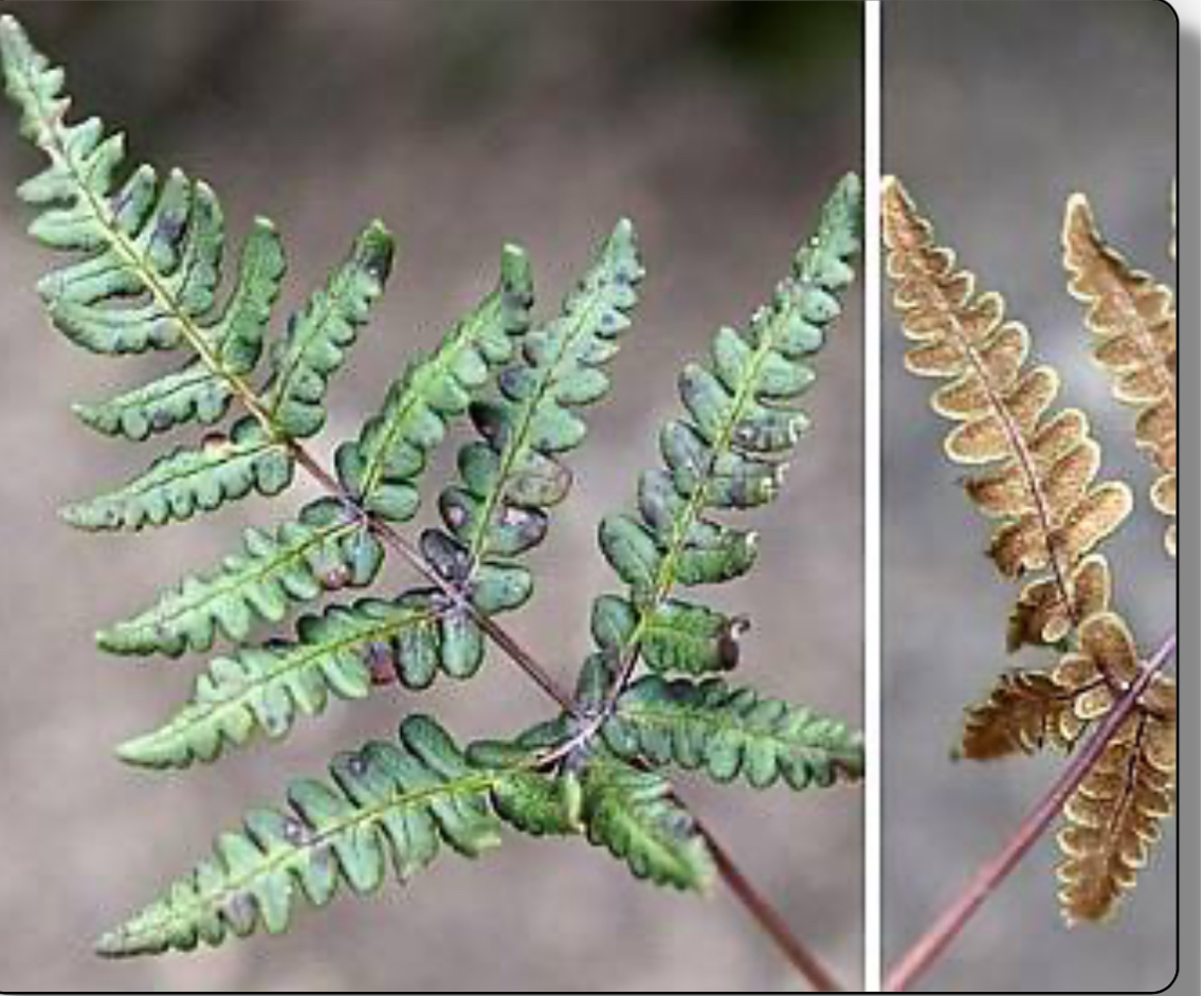 <p>California goldback fern</p>