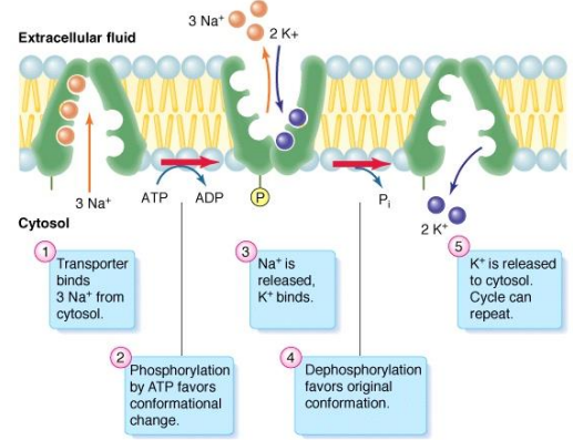 <p>maintains Na<sup>+ </sup>and K<sup>+</sup> gradients across plasma membrane</p><p>uses energy (ATP)</p>