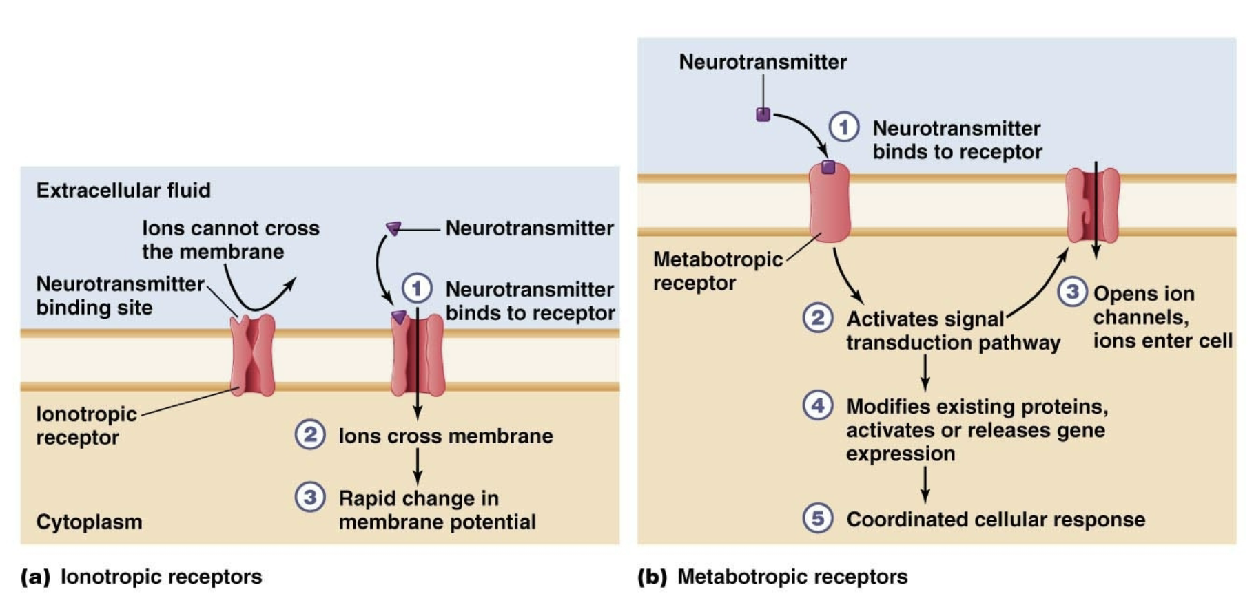 <ul><li><p><mark data-color="#ffffff" style="background-color: rgb(255, 255, 255); color: inherit;">Ionotropic</mark></p></li><li><p>Metabotropic</p></li></ul><p></p>